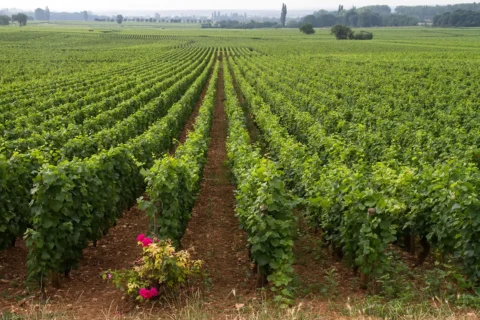 02-beaune-vinyard beaune vinyard