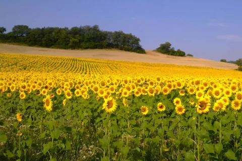 Sunflowers Sunflowers