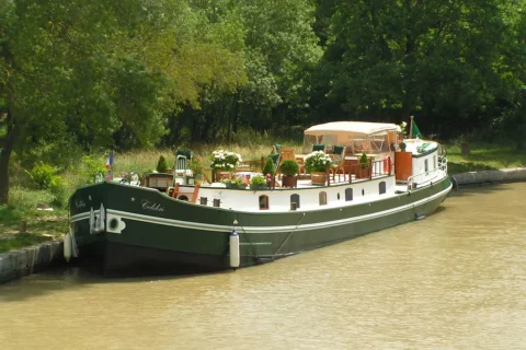 colibri tied up in the sun